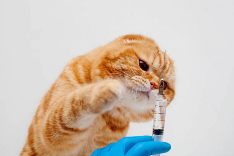 Aplicação de Vacina contra Leptospirose para Cães Guajuviras - Vacina Anual de Gatos