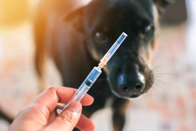 Aplicação de Vacina de Cachorro Anual Santa Rosa de Lima - Vacina Anual de Gatos