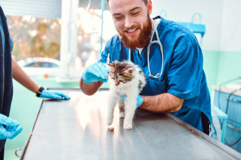 Aplicação de Vacina de Raiva para Cachorro Tristeza - Vacina Anual de Gatos