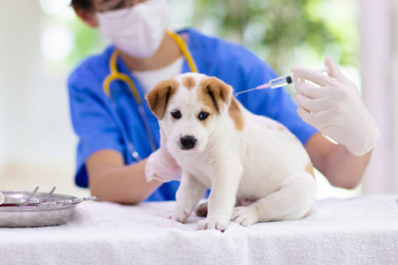 Aplicação de Vacina para Animais de Estimação California - Vacina V10 Anual