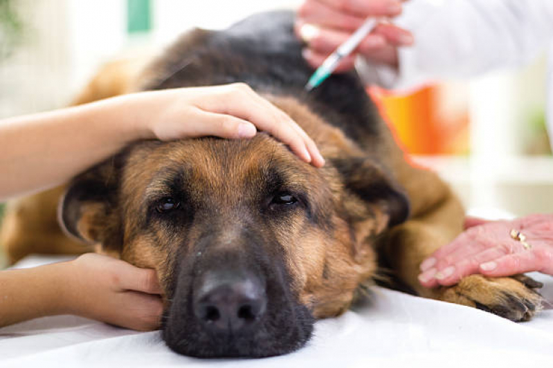 Aplicação de Vacinas para Animais Domésticos Tristeza - Vacina Anual de Gatos