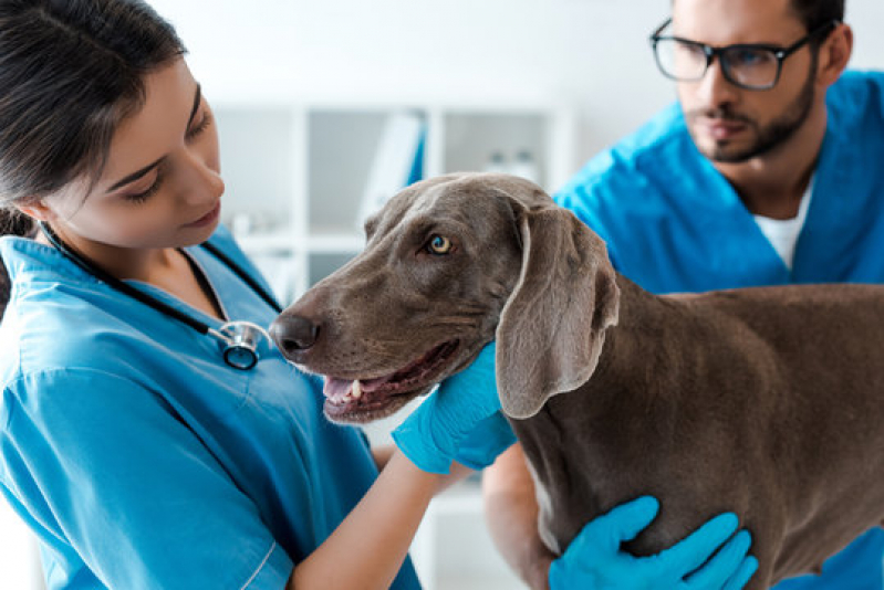 Clínica com Oncologia de Cachorro Auxiliadora - Oncologia Veterinária Canoas