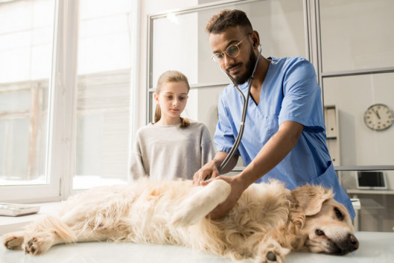 Clínica com Oncologia para Cachorro Setor Bueno - Oncologia Veterinária Canoas