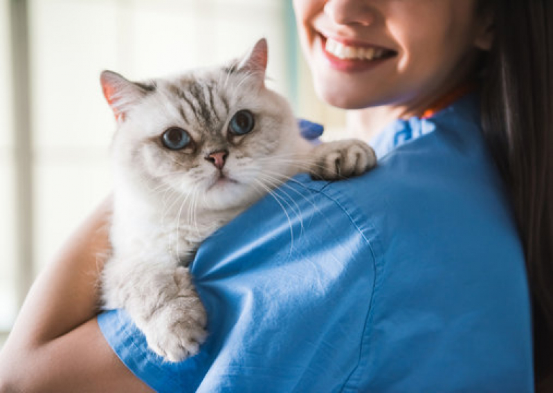 Clínica com Oncologia para Gatos Estância Velha - Oncologia Veterinária Canoas