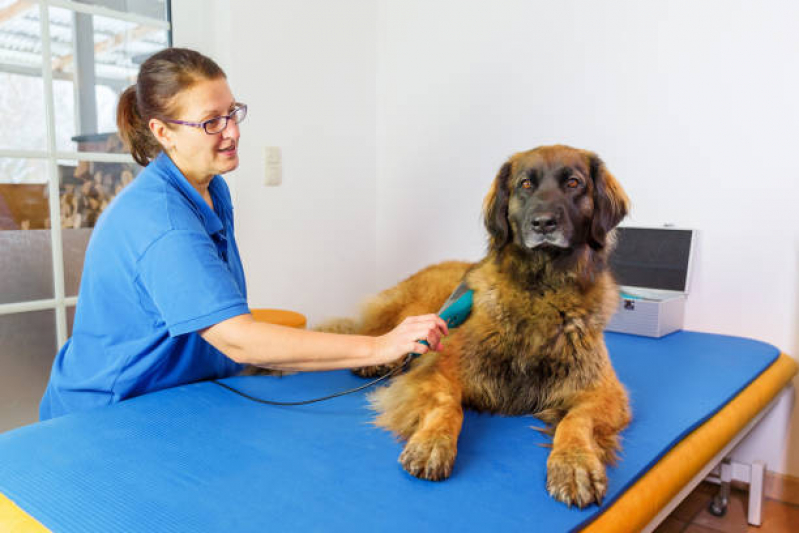 Clínica de Fisioterapia em Animais Cerrito - Fisioterapia em Cães