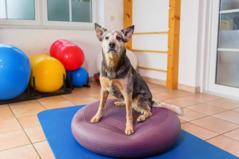 Clínica de Fisioterapia em Cães Cerrito - Fisioterapia Vet