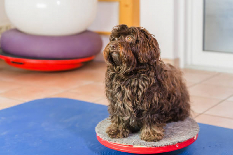 Clínica Especializada em Fisioterapia Canina Passo da Areia - Fisioterapia em Cães