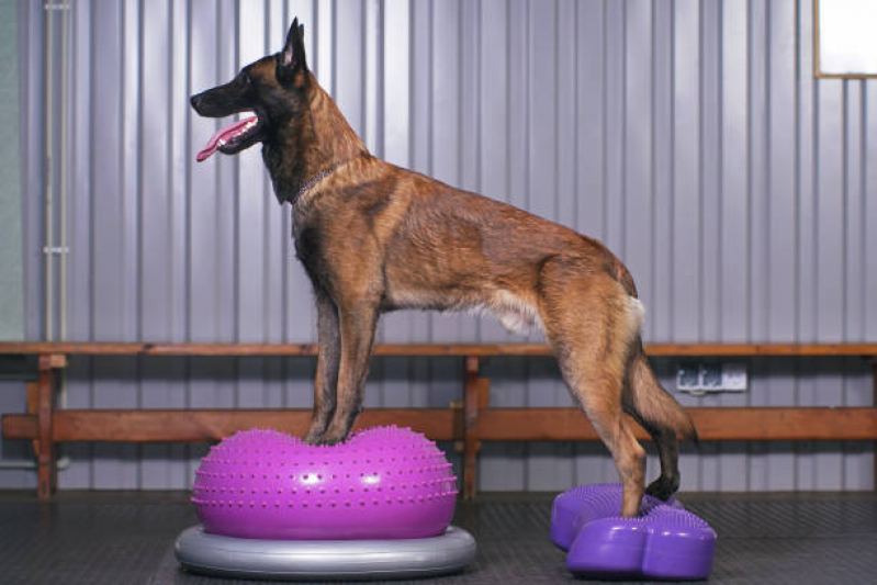 Clínica Especializada em Fisioterapia de Animais Harmonia - Fisioterapia em Cães