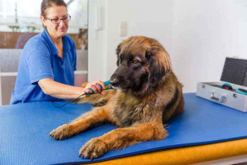 Clínica Especializada em Fisioterapia em Animais Cecília - Fisioterapia Canina
