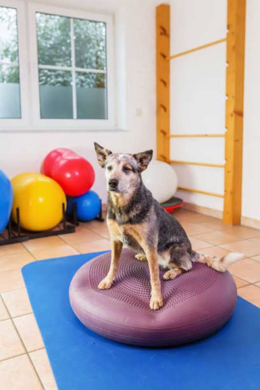Clínica Especializada em Fisioterapia Felina Colina - Fisioterapia em Cães
