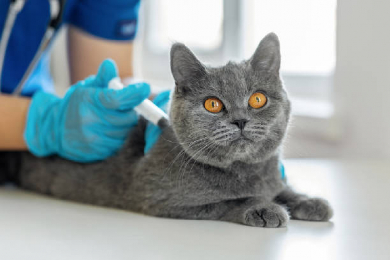 Clínica Que Aplica Vacina Anual de Gatos São Luis - Vacina Anual de Gatos
