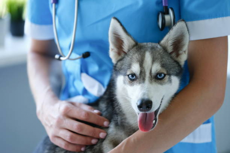 Clínica Que Aplica Vacina de Raiva para Cachorro Parque Ipiranga - Vacina Anual de Gatos
