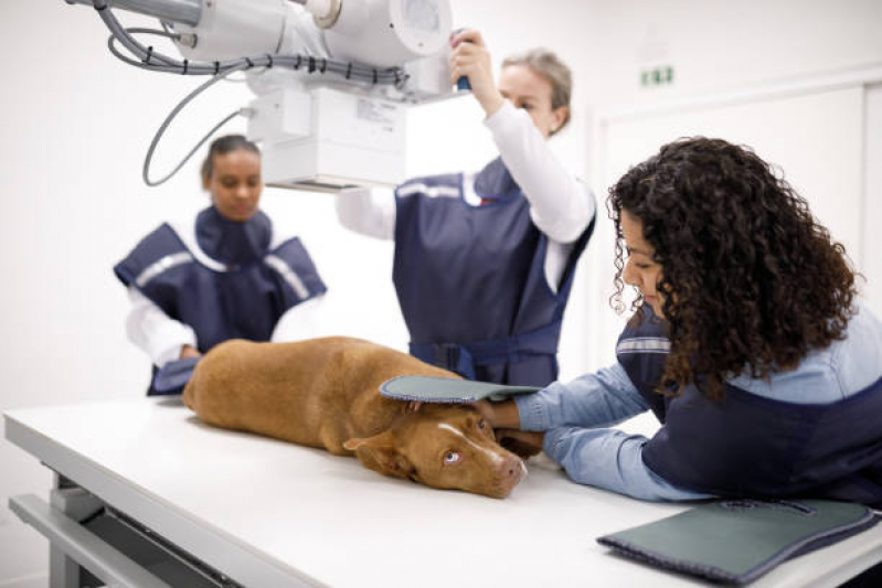 Clínica Que Faz Ecografia Veterinária São Luis - Exame para Animais