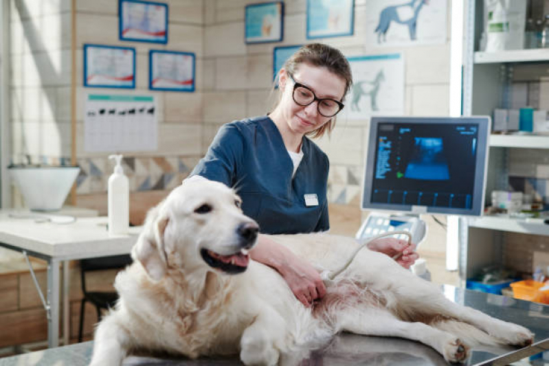 Clínica Que Faz Endoscopia Veterinária Pippi - Exame para Animais