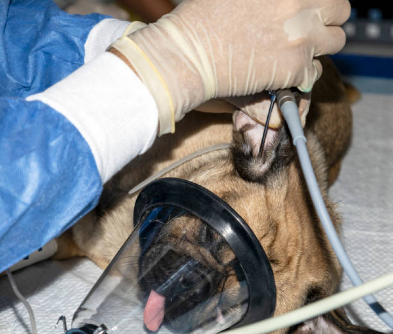 Clínica Que Faz Exame de Sangue em Animais Costa e Silva - Ultrassom Veterinário