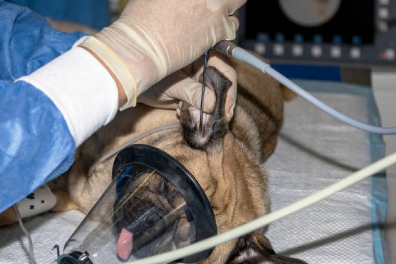 Clínica Que Faz Exames Laboratoriais para Animais Auxiliadora - Ultrassom Veterinário