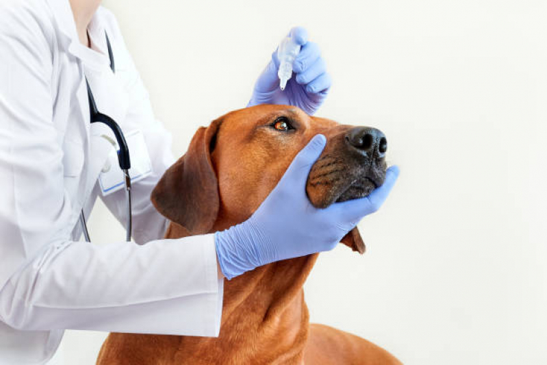 Consulta com Oftalmologia para Cães Vale do Sereno - Oftalmologia Felina