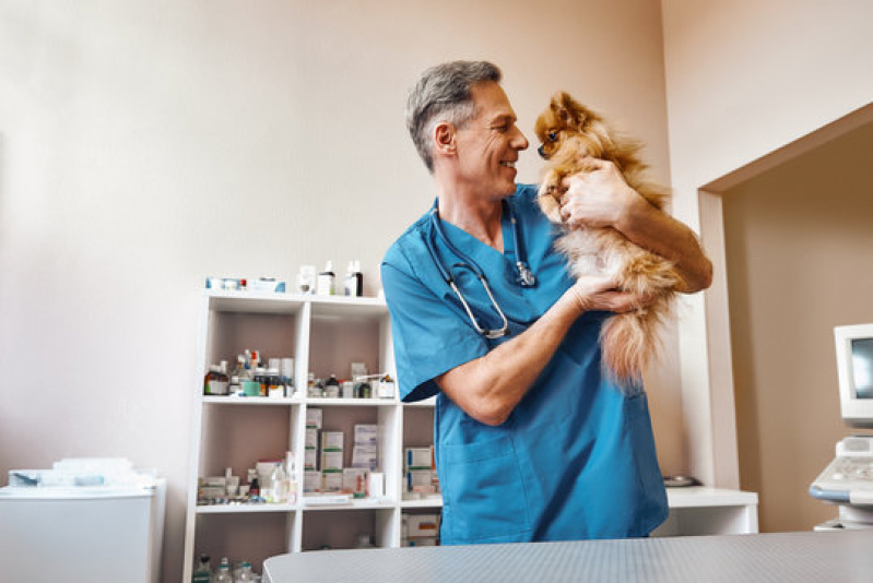 Consulta com Oncologia para Cães e Gatos Farrapos - Oncologia Veterinária Canoas