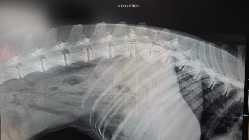 Consulta com Ortopedia Animal Caiu do Ceu - Ortopedia Veterinário Canoas
