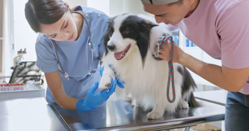 Consulta com Traumatologia para Cães Parque Residencial Igara - Ortopedia Veterinário Canoas