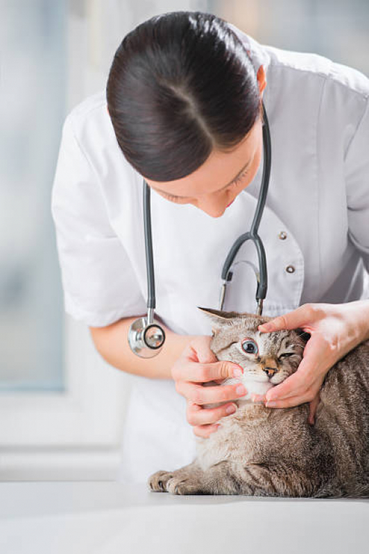 Consulta de Oftalmologia para Animal Estância Velha - Oftalmologia Felina