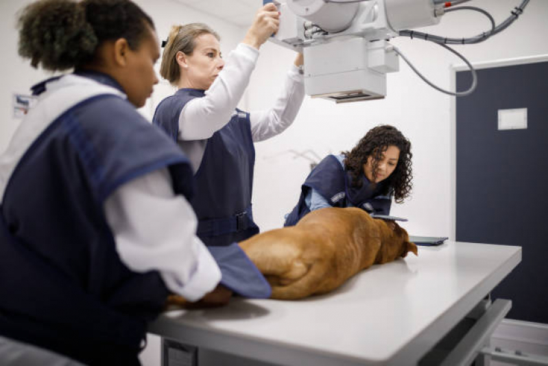 Endoscopia Veterinária Marcar Agronomia - Exame para Animais