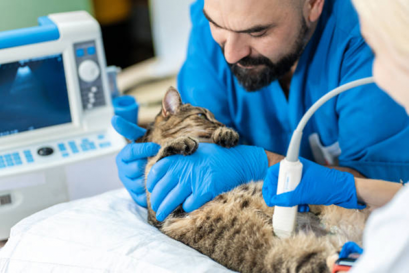 Endoscopia Veterinária Primavera - Exame para Animais