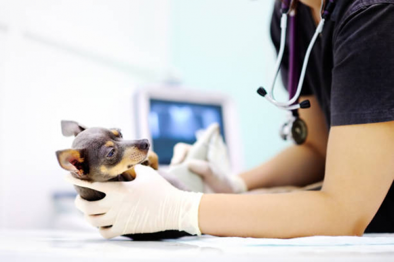 Exames Laboratoriais Animais Agendar Cidade Nova - Ultrassom Veterinário