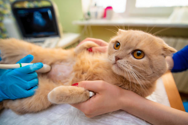 Exames Laboratoriais para Animais Agendar Residencial Hércules - Ultrassom Veterinário