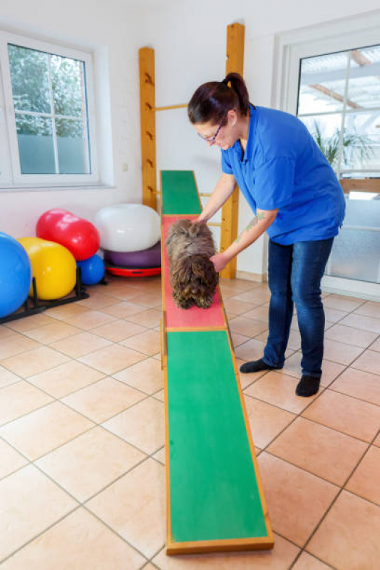 Fisioterapia Animais Marcar Jardim Itu - Fisioterapia em Cães