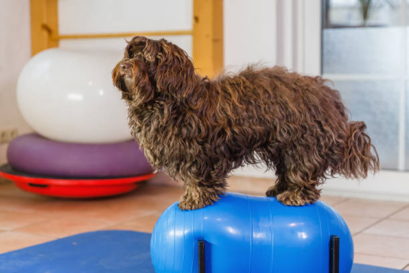 Fisioterapia Canina Agendar Higienópolis - Fisioterapia em Cães