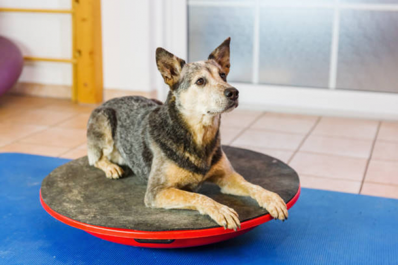 Fisioterapia Canina Marcar Parque Jardim do Lago - Fisioterapia em Animais