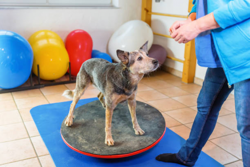 Fisioterapia Canina Vila Rosa - Fisioterapia e Acupuntura Veterinária