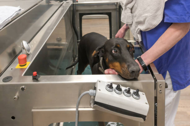 Fisioterapia de Animais Teresópolis - Fisioterapia em Cães