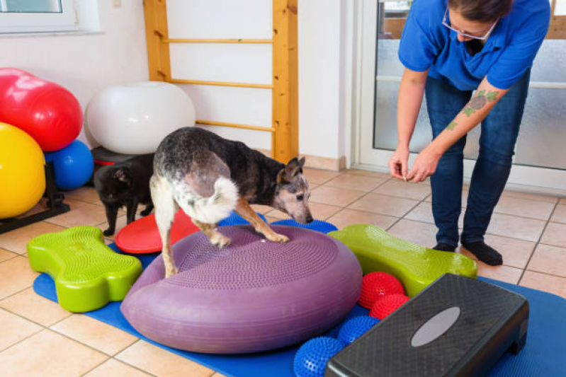 Fisioterapia em Animais Marcar Porto Belo - Fisioterapia em Cães
