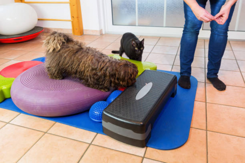 Fisioterapia em Animais Feitoria - Fisioterapia para Gatos