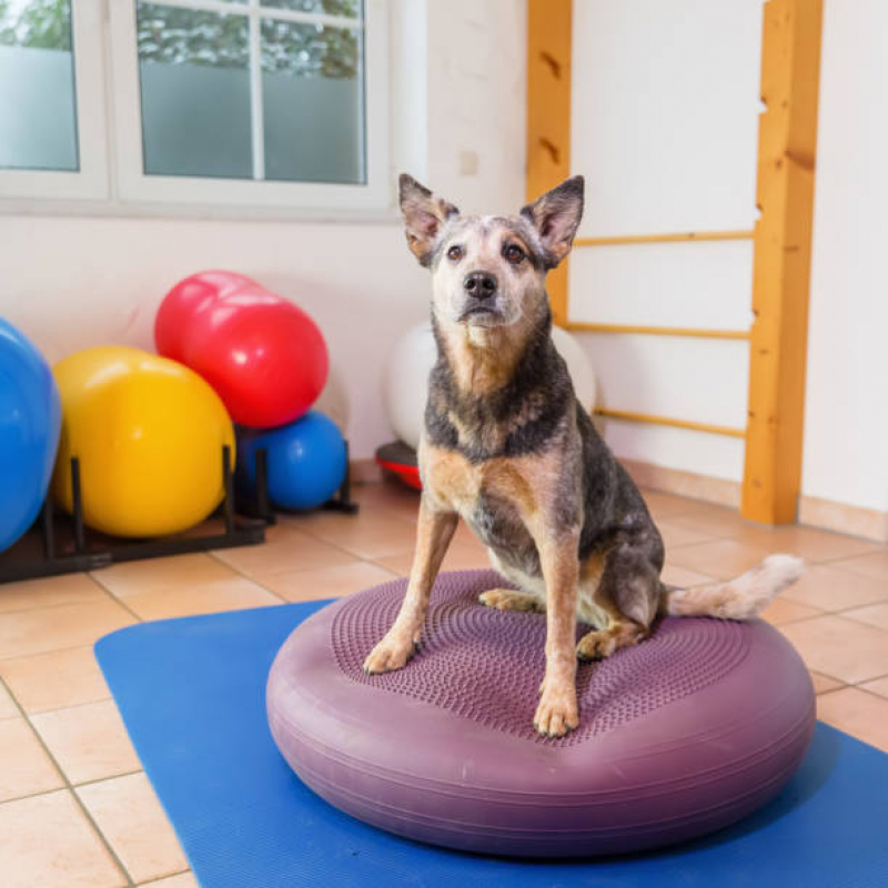 Fisioterapia em Cães Marcar Vera Cruz - Fisioterapia de Animais