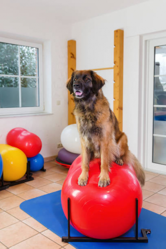 Fisioterapia em Cães Morro Santana - Fisioterapia Canina