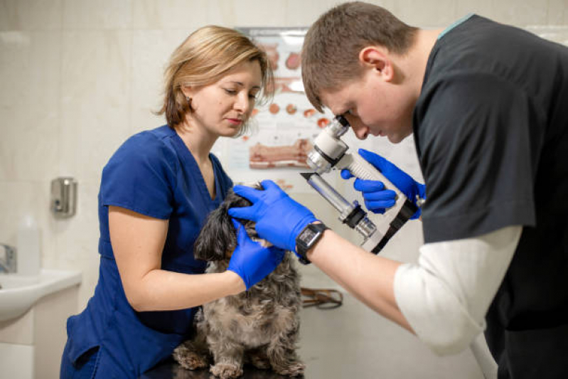 Oftalmologia para Animais Agendar Setor Bueno - Oftalmologia Felina