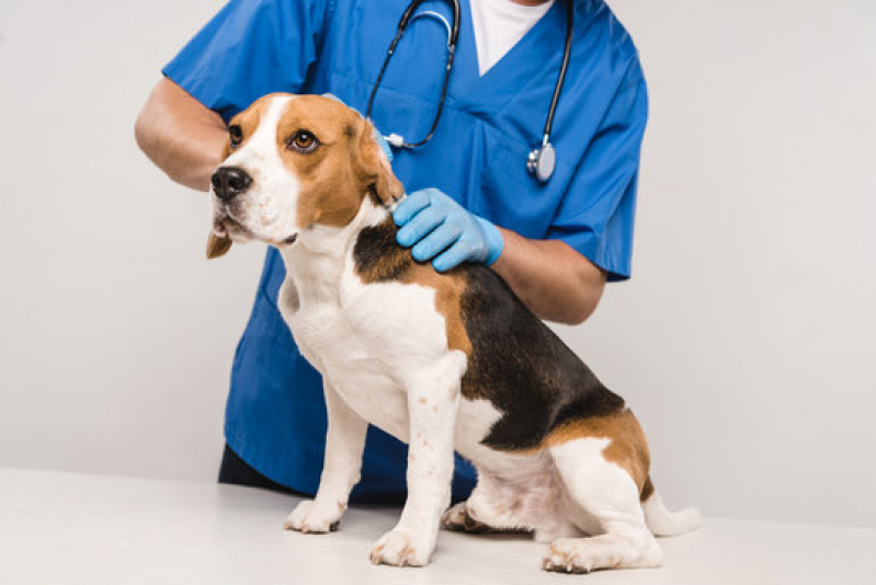 Oncologia de Cachorro Alegria - Oncologia Veterinária Canoas