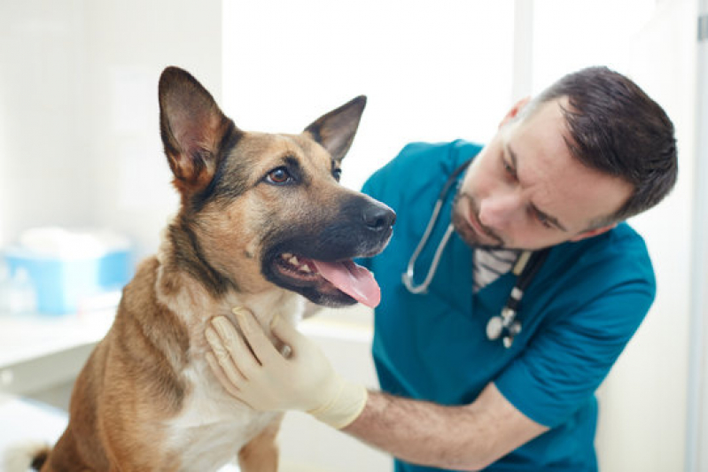 Oncologia para Cachorro Consulta California - Oncologia Veterinária Canoas
