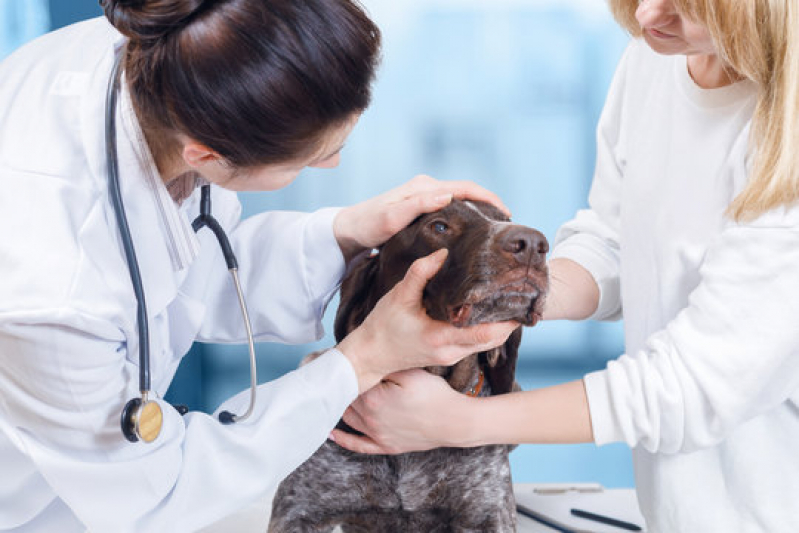 Oncologia para Cães e Gatos Industrial - Oncologia Veterinária Canoas
