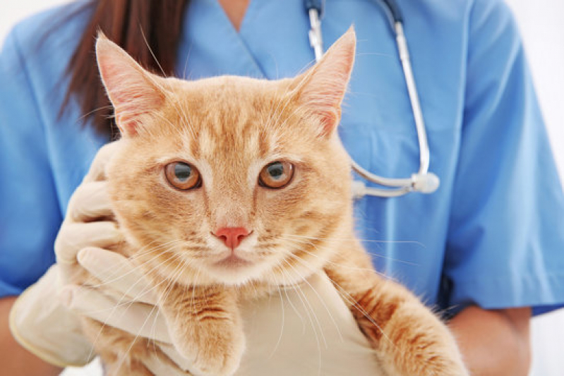 Oncologia para Gatos Consulta Passo do Feijó - Oncologia Veterinária Canoas