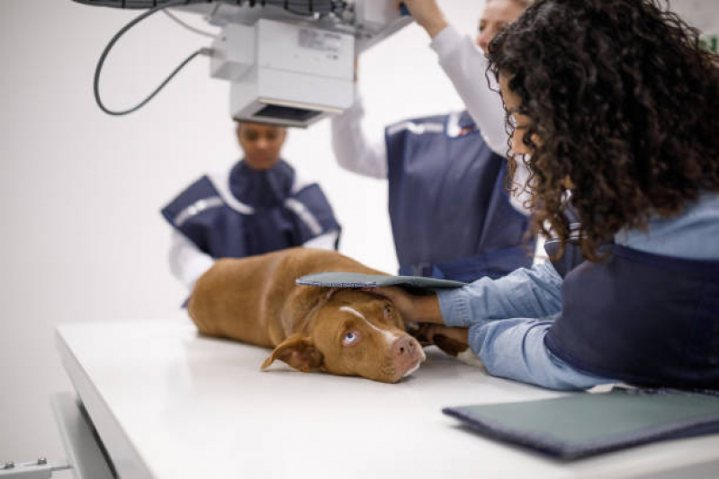 Onde Marcar Eletrocardiograma Veterinário Getúlio Vargas - Exame para Animais