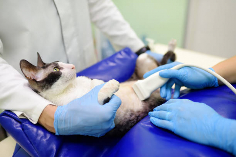 Onde Marcar Endoscopia Veterinária Colina - Exame para Animais