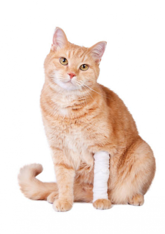 Ortopedia para Gatos Telefone Poço 5 - Ortopedia Veterinário Canoas