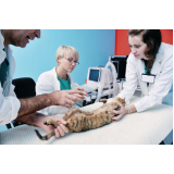 acupuntura para gatos Pedra Redonda