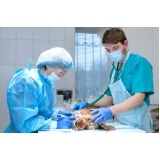 cirurgia de castração veterinária Rio Branco