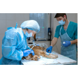 cirurgia para animais marcar Industrial