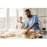 clínica com oncologia para cães e gatos Medianeira